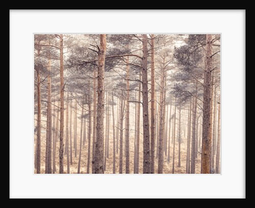 Misty forest with tall trees by Assaf Frank